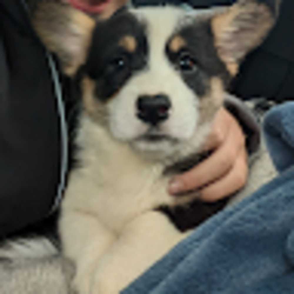 Meet your Posher, Charlotte